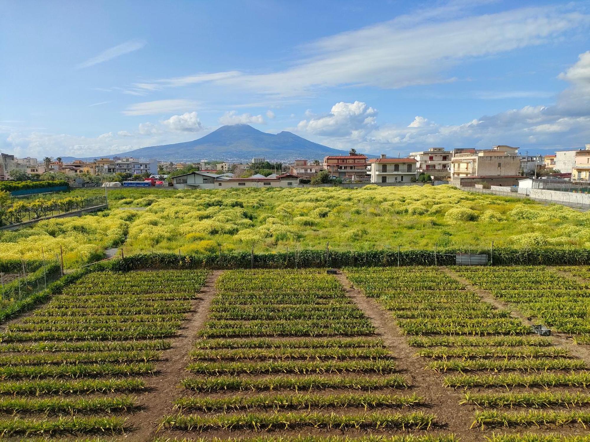 Lilla Housing Appartement Castellammare di Stabia Buitenkant foto